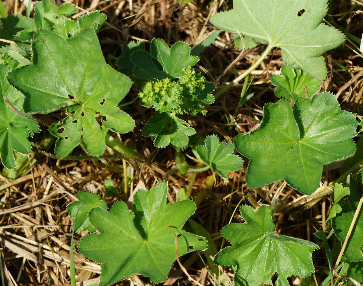 Изображение особи род Alchemilla.