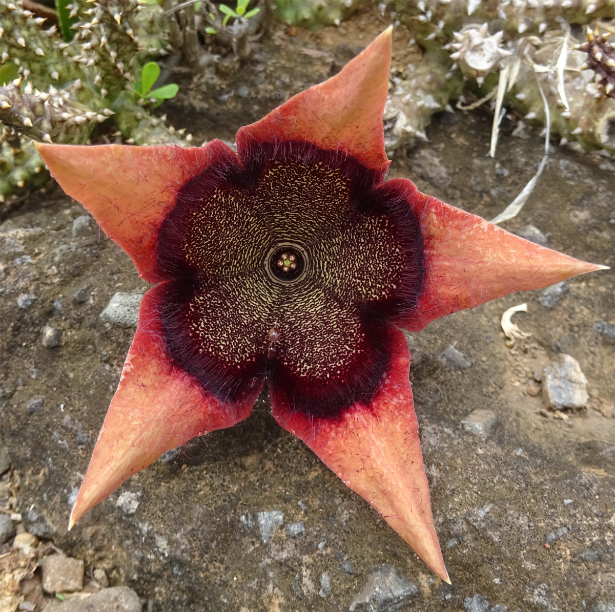 Изображение особи Edithcolea grandis.