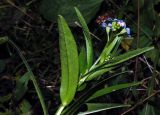 Myosotis palustris