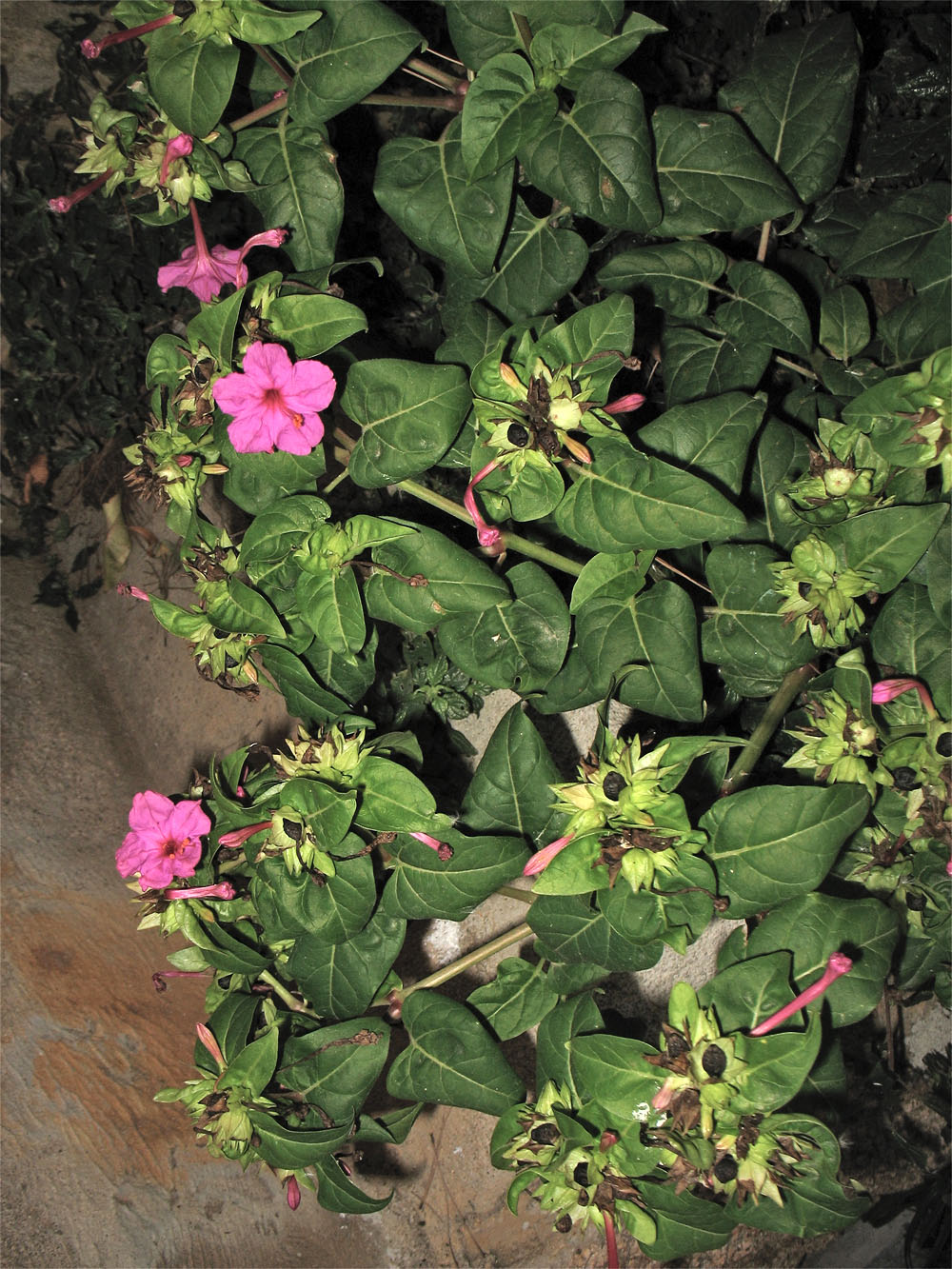 Image of Mirabilis jalapa specimen.