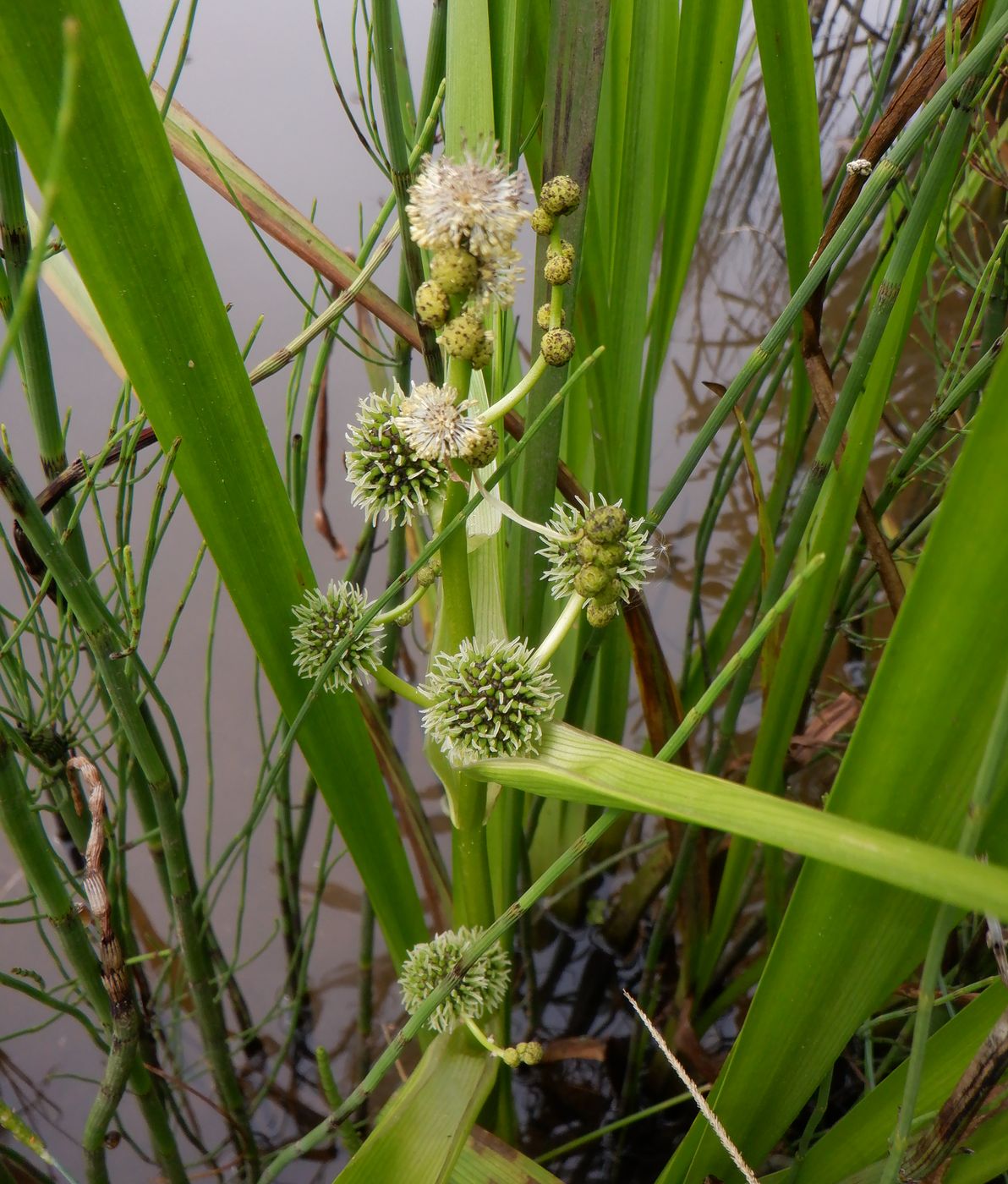 Изображение особи Sparganium microcarpum.