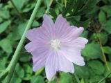 Malva moschata