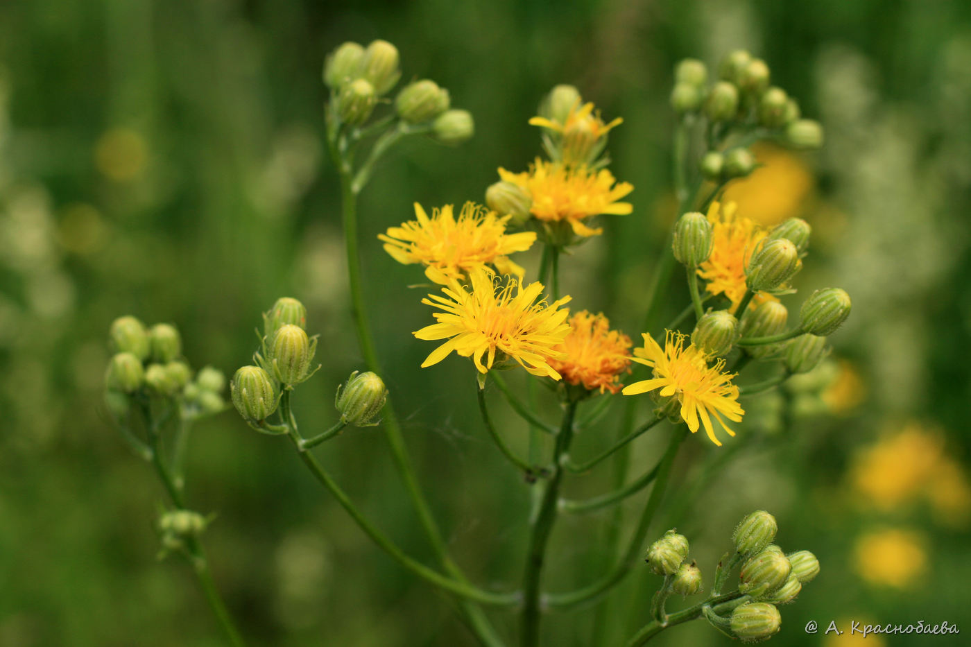 Изображение особи Crepis biennis.