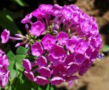 Phlox paniculata. Соцветие. Узбекистан, г. Ташкент, пос. Улугбек, в культуре. 26.06.2014.