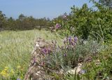 Astragalus subuliformis. Цветущее растение. Краснодарский край, м/о г. Новороссийск, окр. пос. Верхнебаканский, гора Раевская, горная степь, в расщелине скалы. 18.05.2019.