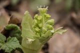 Petasites albus