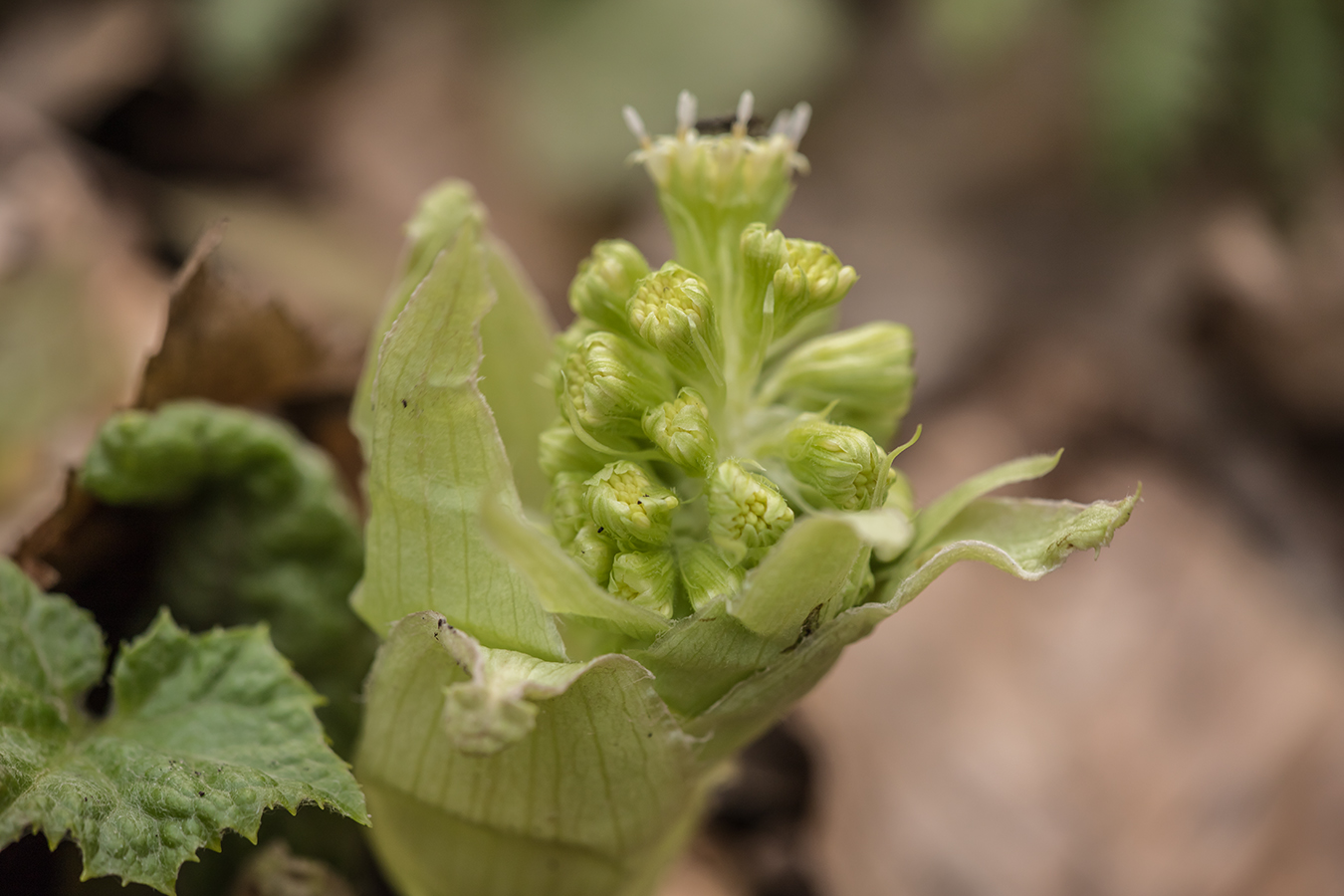 Изображение особи Petasites albus.