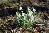 Galanthus nivalis