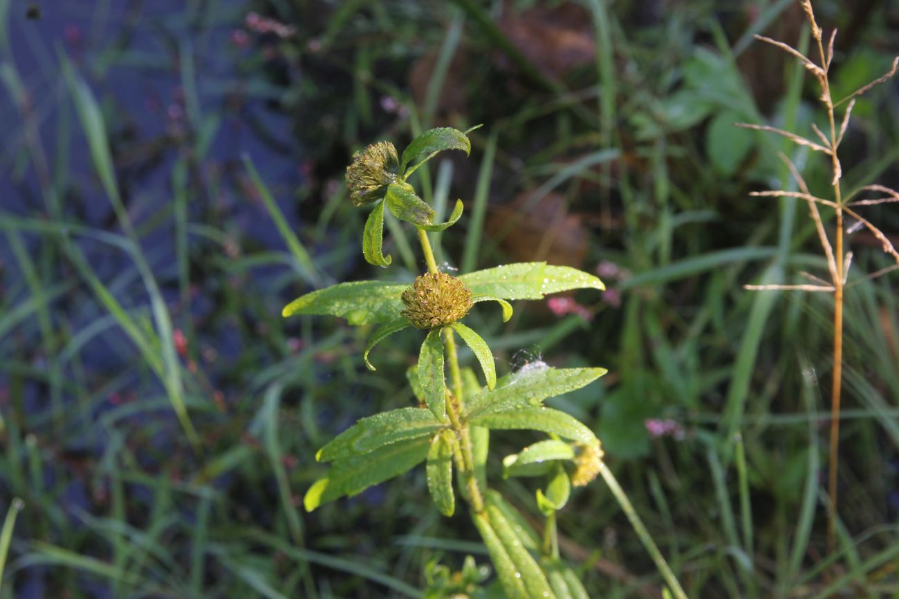 Изображение особи Bidens cernua.