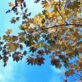Acer platanoides. Ветвь с листьями в осенней раскраске. Чувашия, окр. г. Шумерля, пойма р. Бобровка. 7 октября 2007 г.
