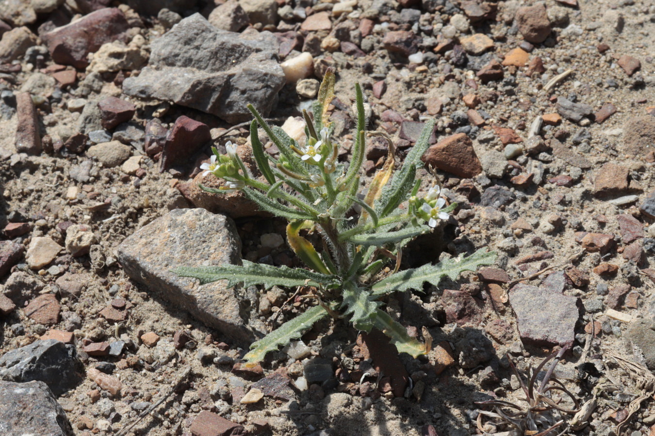 Изображение особи Neotorularia torulosa.