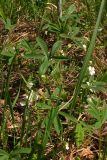 Potentilla alba