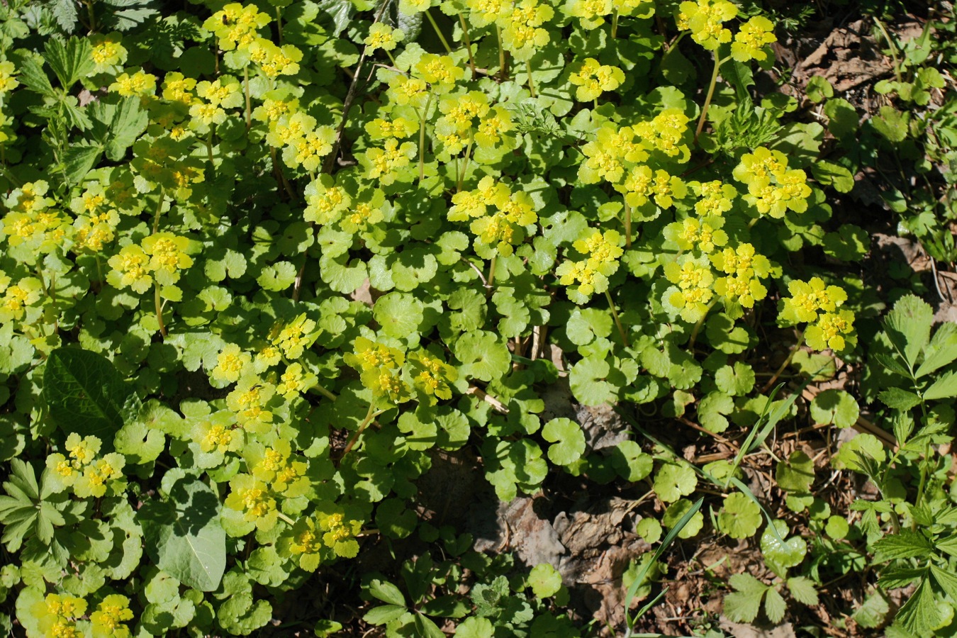 Image of Chrysosplenium alternifolium specimen.