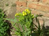 Sisymbrium loeselii. Верхушка расцветающего растения. Тульская обл., Плавский р-н, пос. Молочные Дворы, у стенки сарая. 04.06.2021.