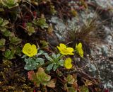 Ranunculus polyrhizos