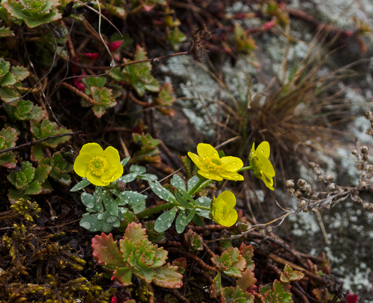 Изображение особи Ranunculus polyrhizos.