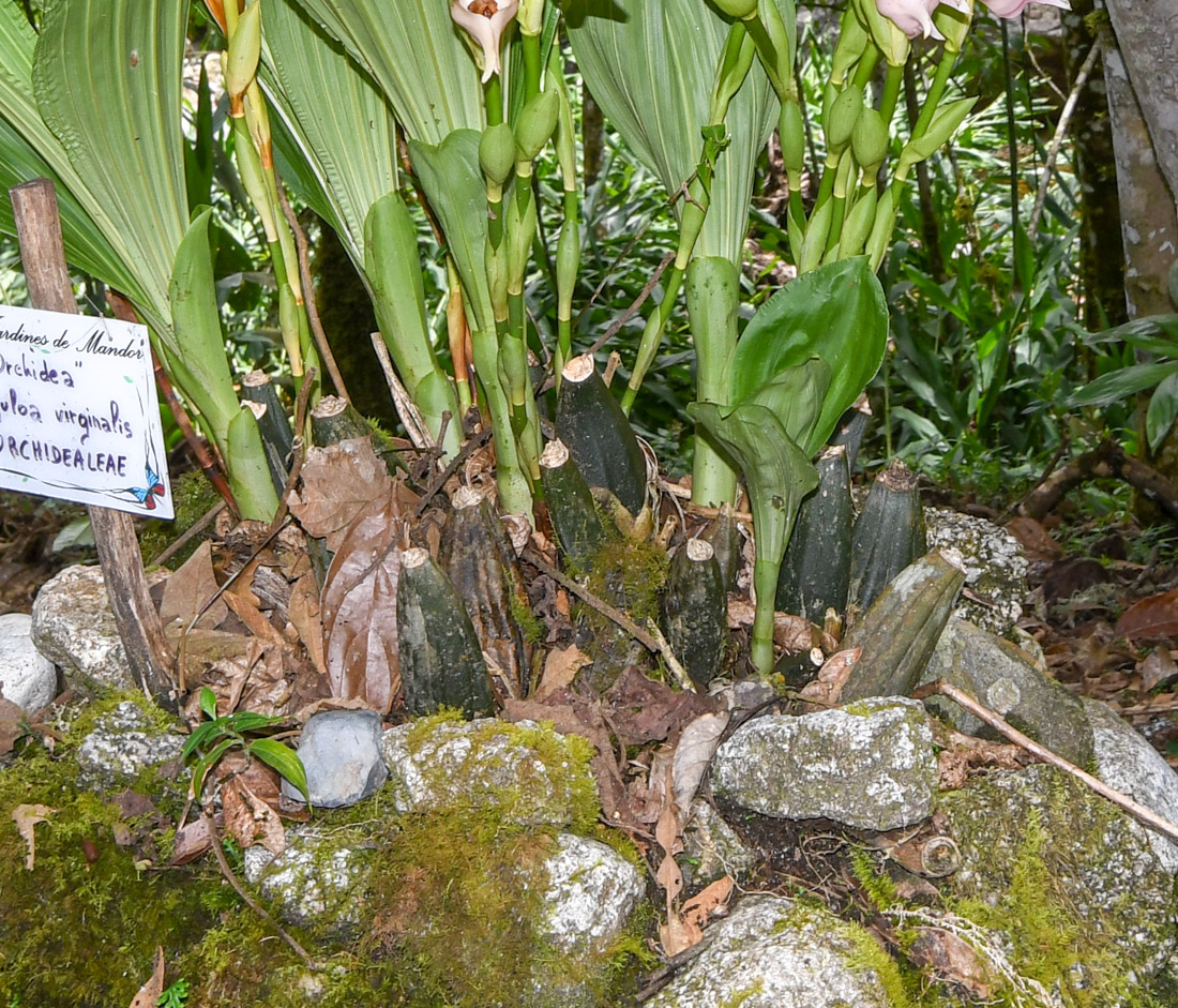 Image of Anguloa virginalis specimen.