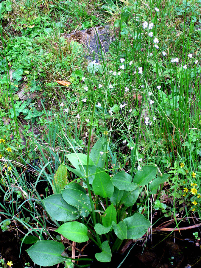 Image of Alisma plantago-aquatica specimen.
