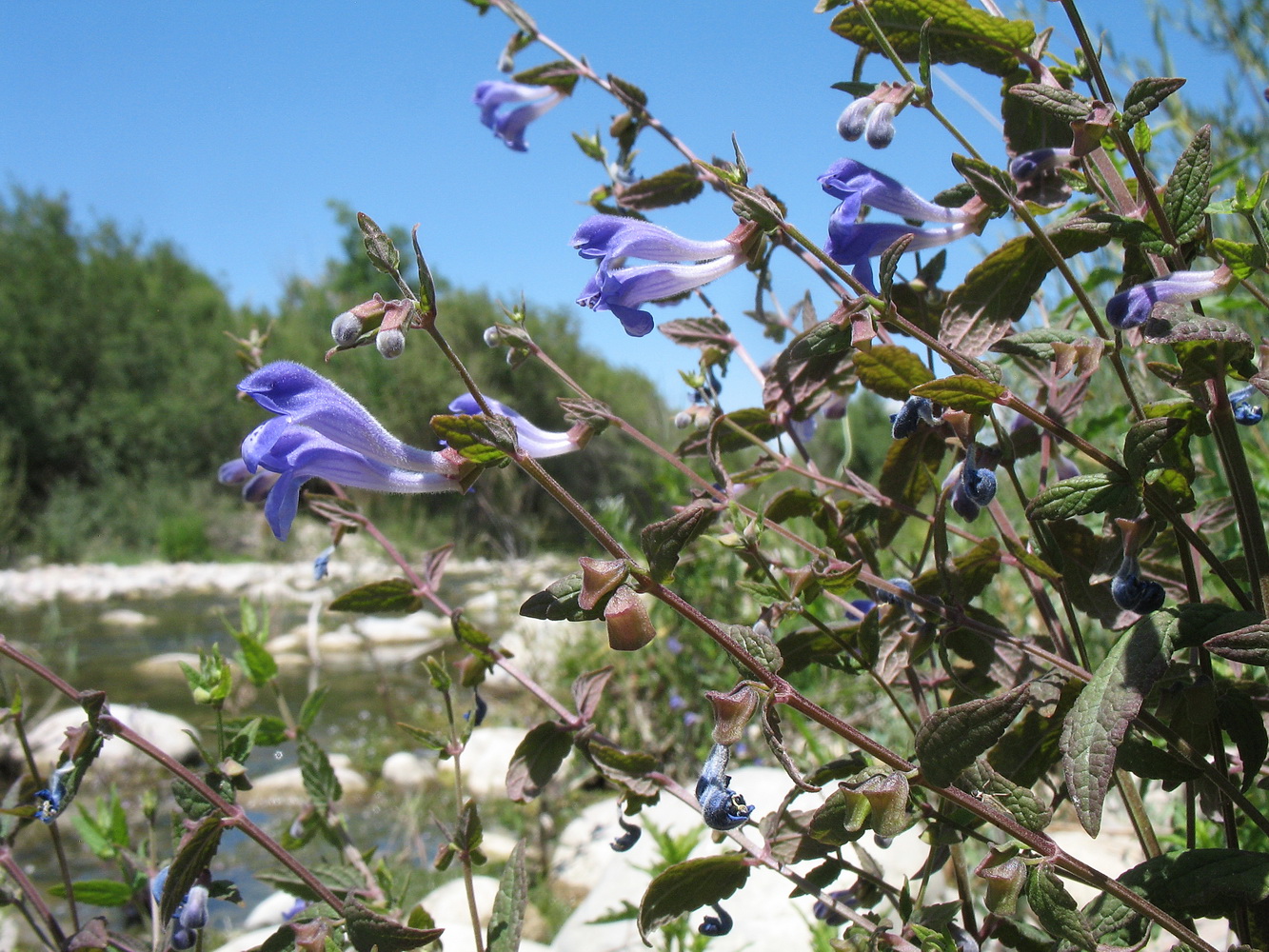 Изображение особи Scutellaria galericulata.