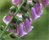 Digitalis purpurea