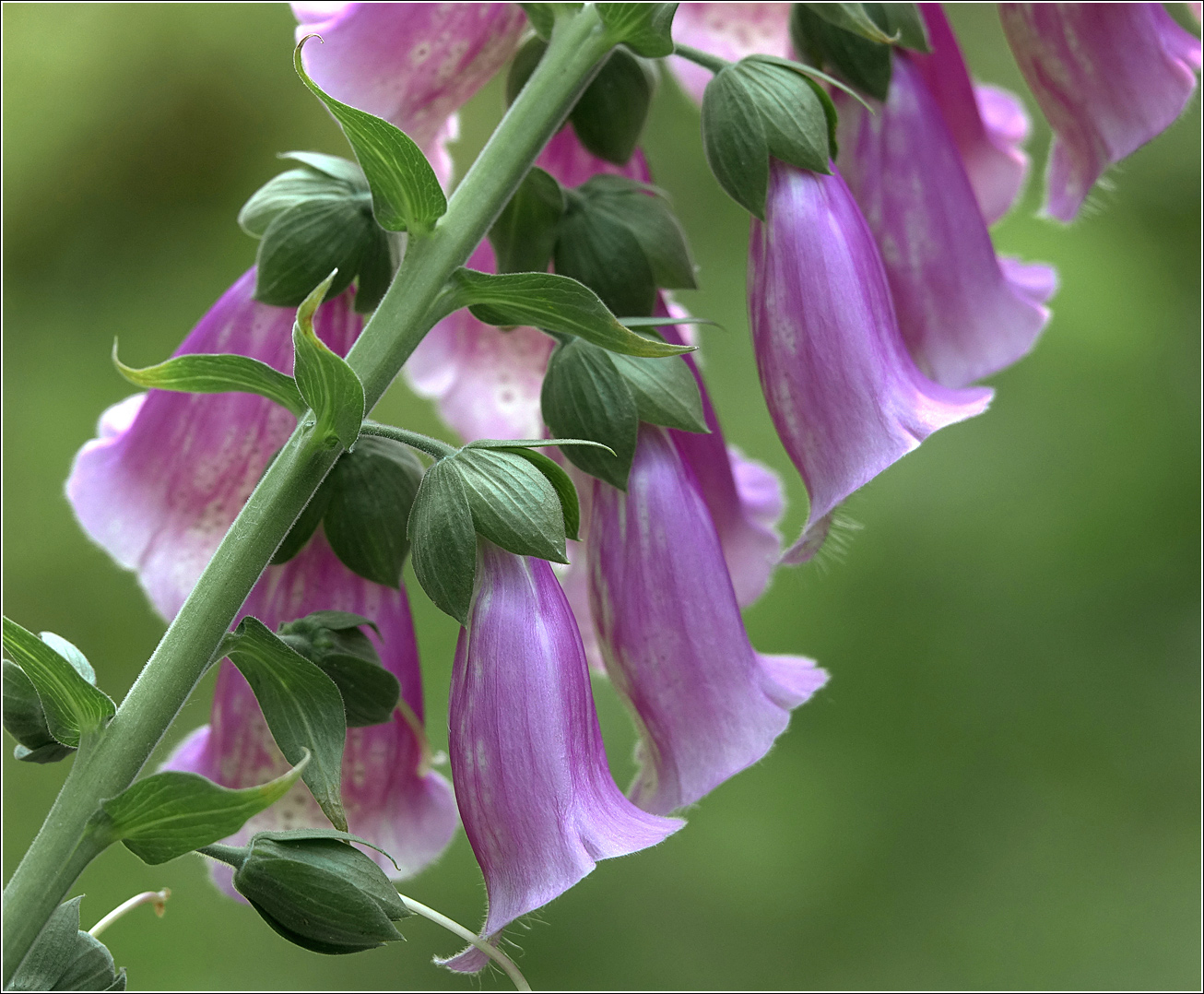 Изображение особи Digitalis purpurea.