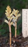 genus Orobanche