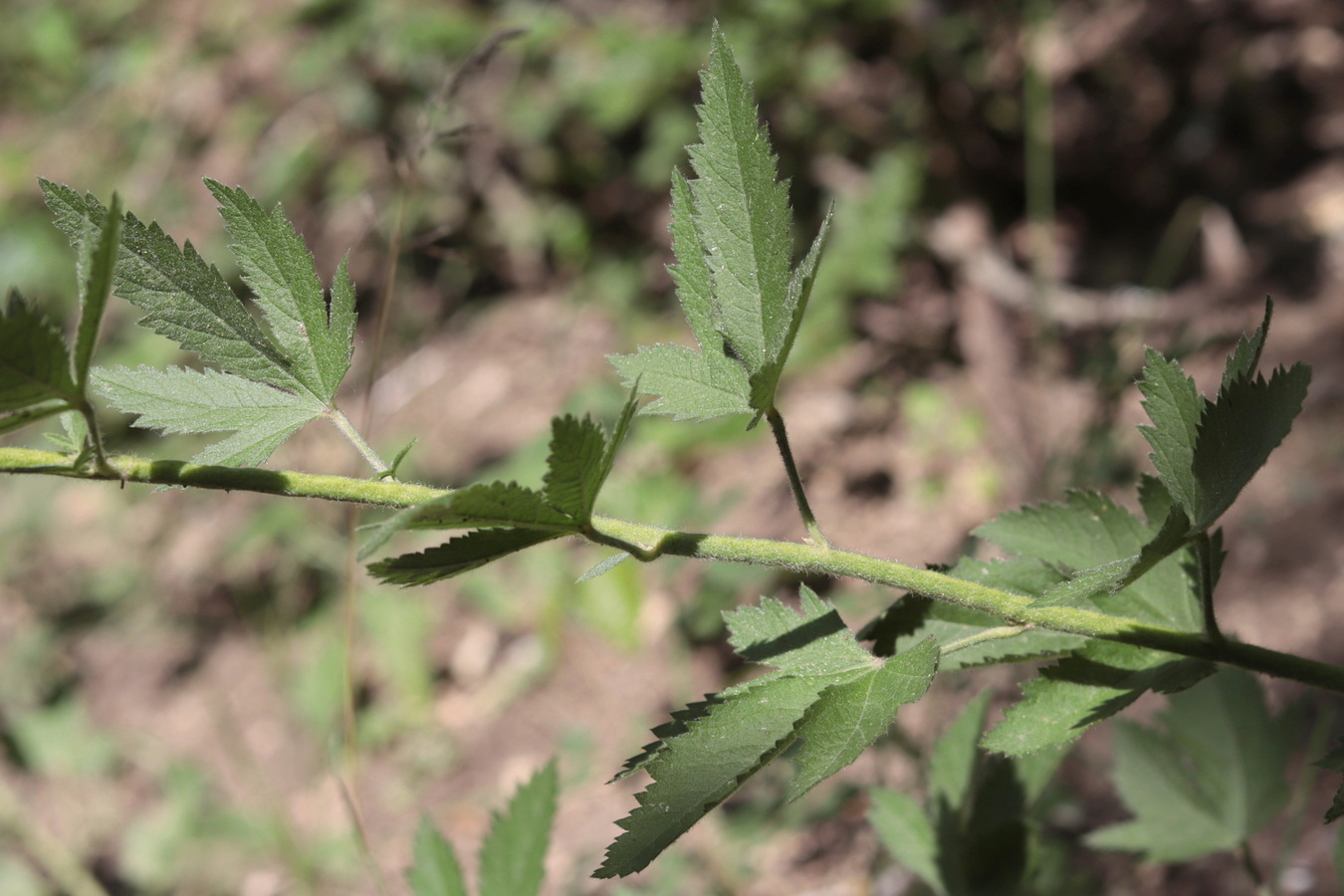 Image of Althaea narbonensis specimen.