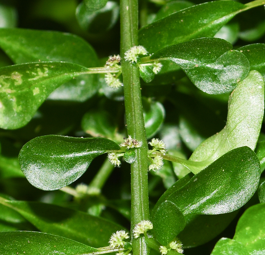 Image of Pilea microphylla specimen.