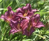 Hemerocallis &times; hybrida