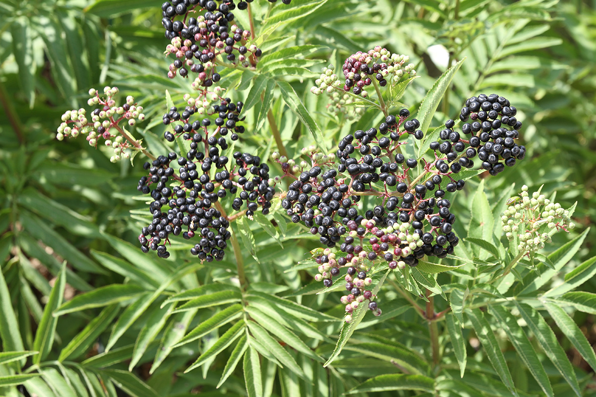 Image of Sambucus ebulus specimen.