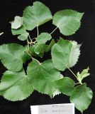 Tilia mandshurica