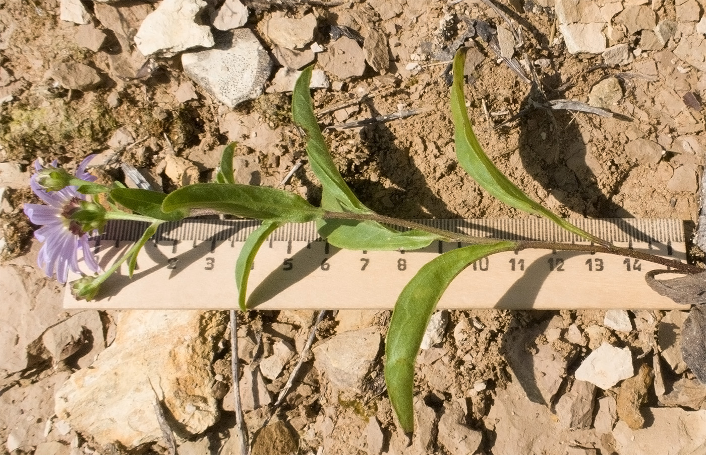 Image of Aster bessarabicus specimen.