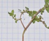 Pilea microphylla