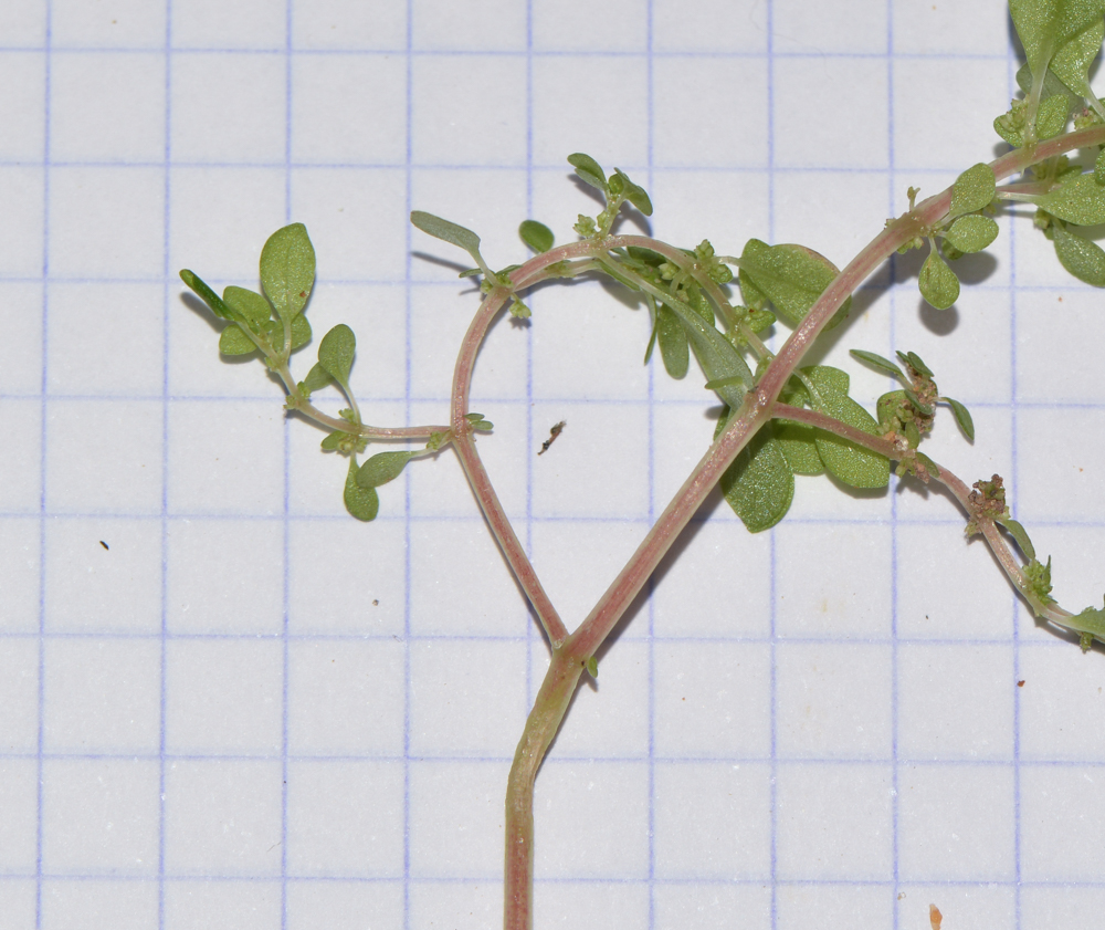 Image of Pilea microphylla specimen.