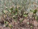 Trifolium angulatum