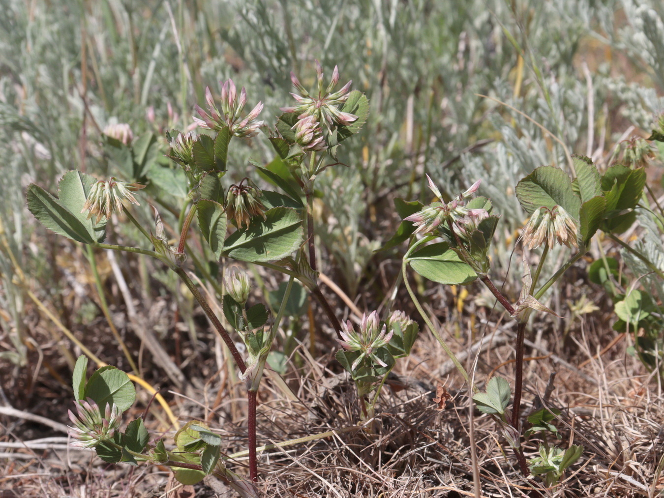 Image of Trifolium angulatum specimen.
