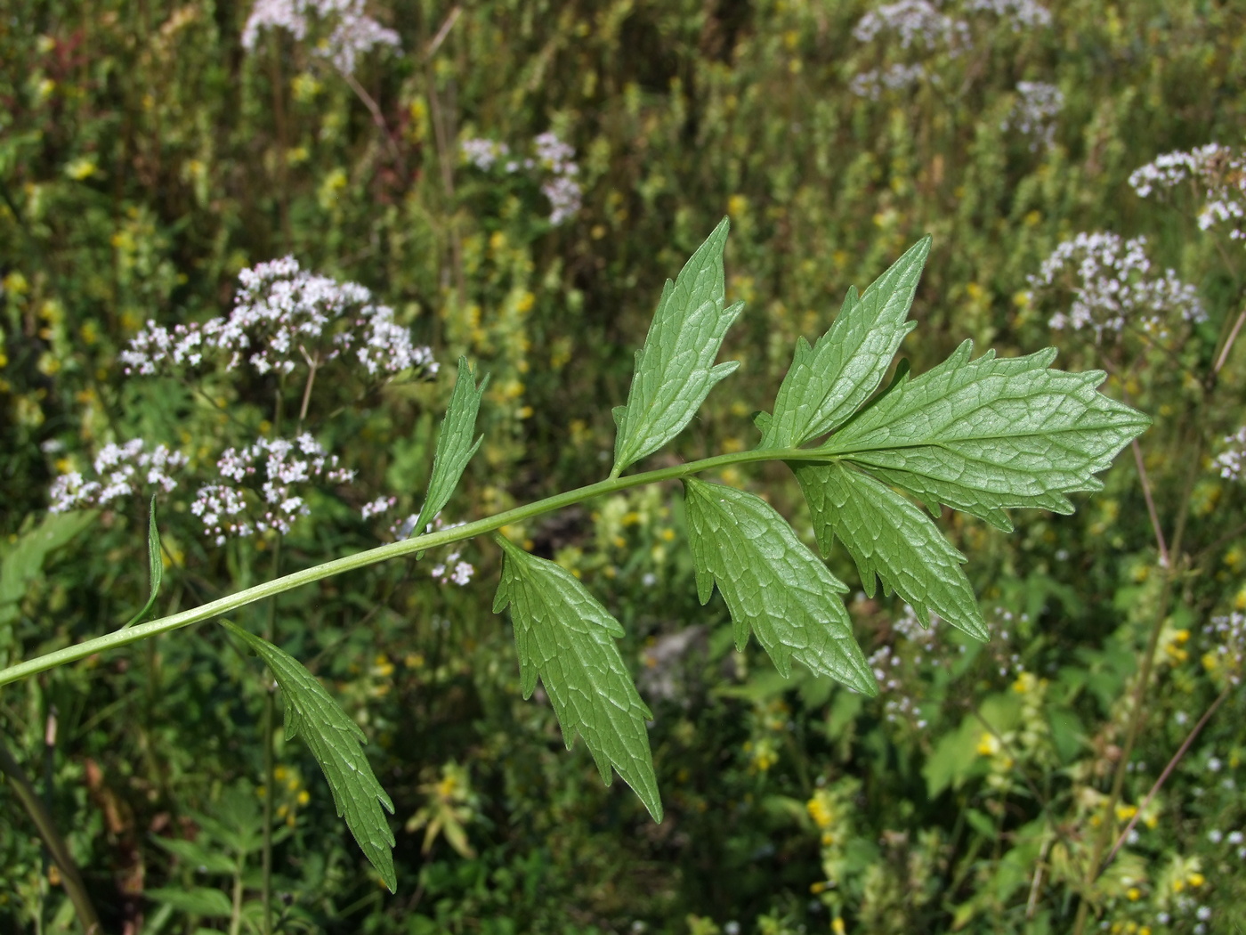 Изображение особи Valeriana transjenisensis.