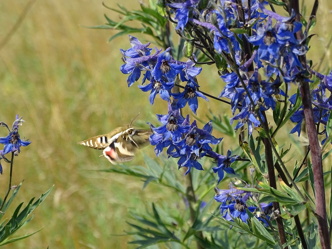 Изображение особи Delphinium cuneatum.