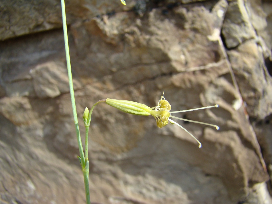 Image of Silene fetissovii specimen.