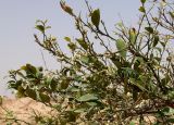 Citrus × paradisi. Ветви цветущего дерева. Египет, к западу от г. Эль-Дабаа, поливные посадки инжира. 23.04.2019.