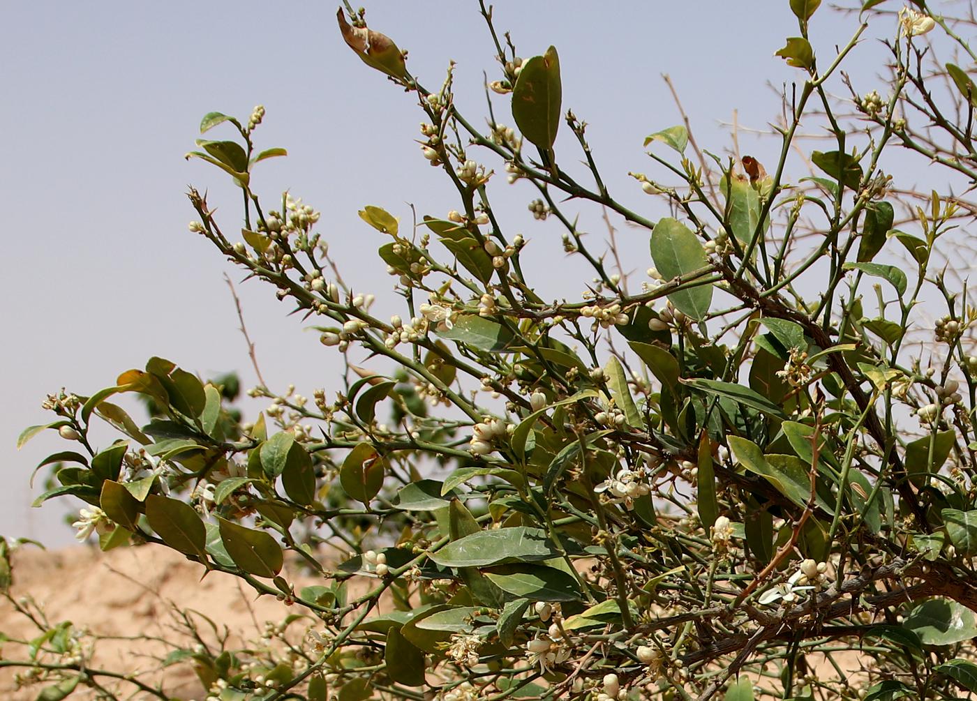 Image of Citrus &times; paradisi specimen.