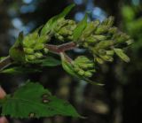 Cicerbita macrophylla