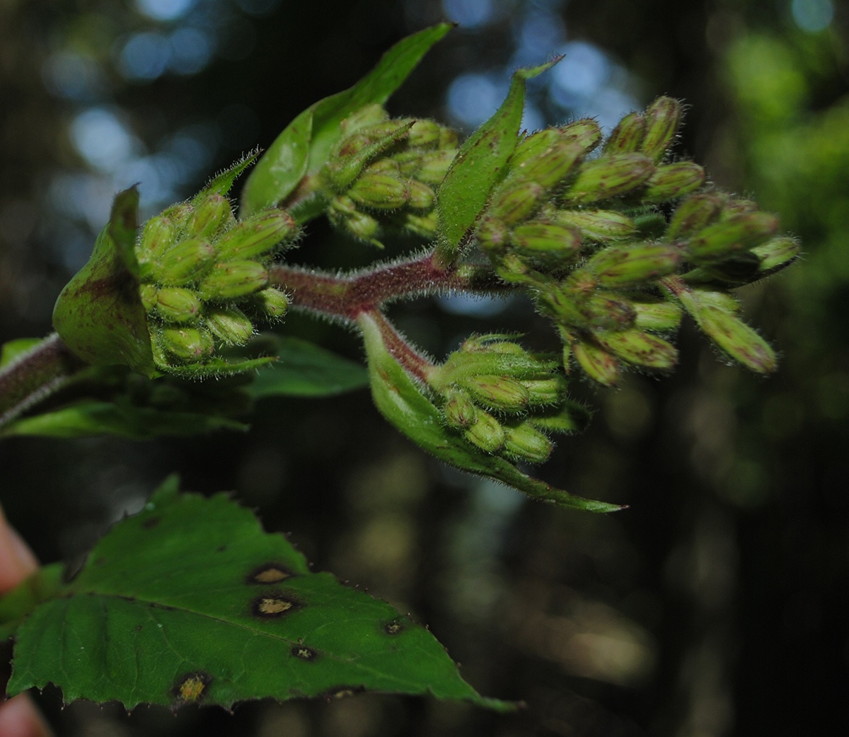 Изображение особи Cicerbita macrophylla.