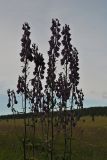 Aconitum leucostomum