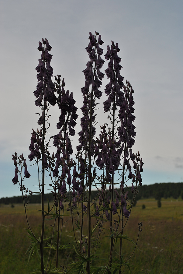 Изображение особи Aconitum leucostomum.