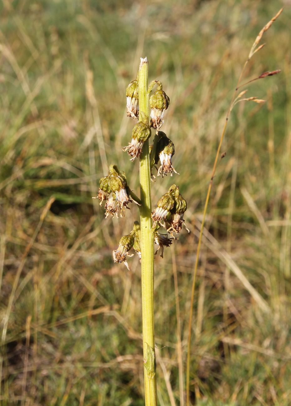 Image of Ligularia altaica specimen.