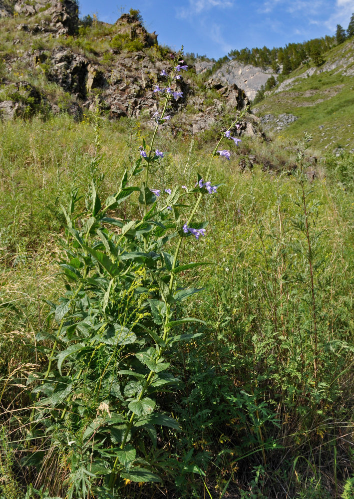 Image of Nepeta sibirica specimen.