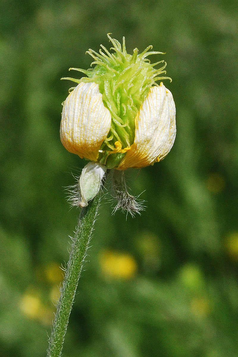 Изображение особи Ranunculus sewerzowii.