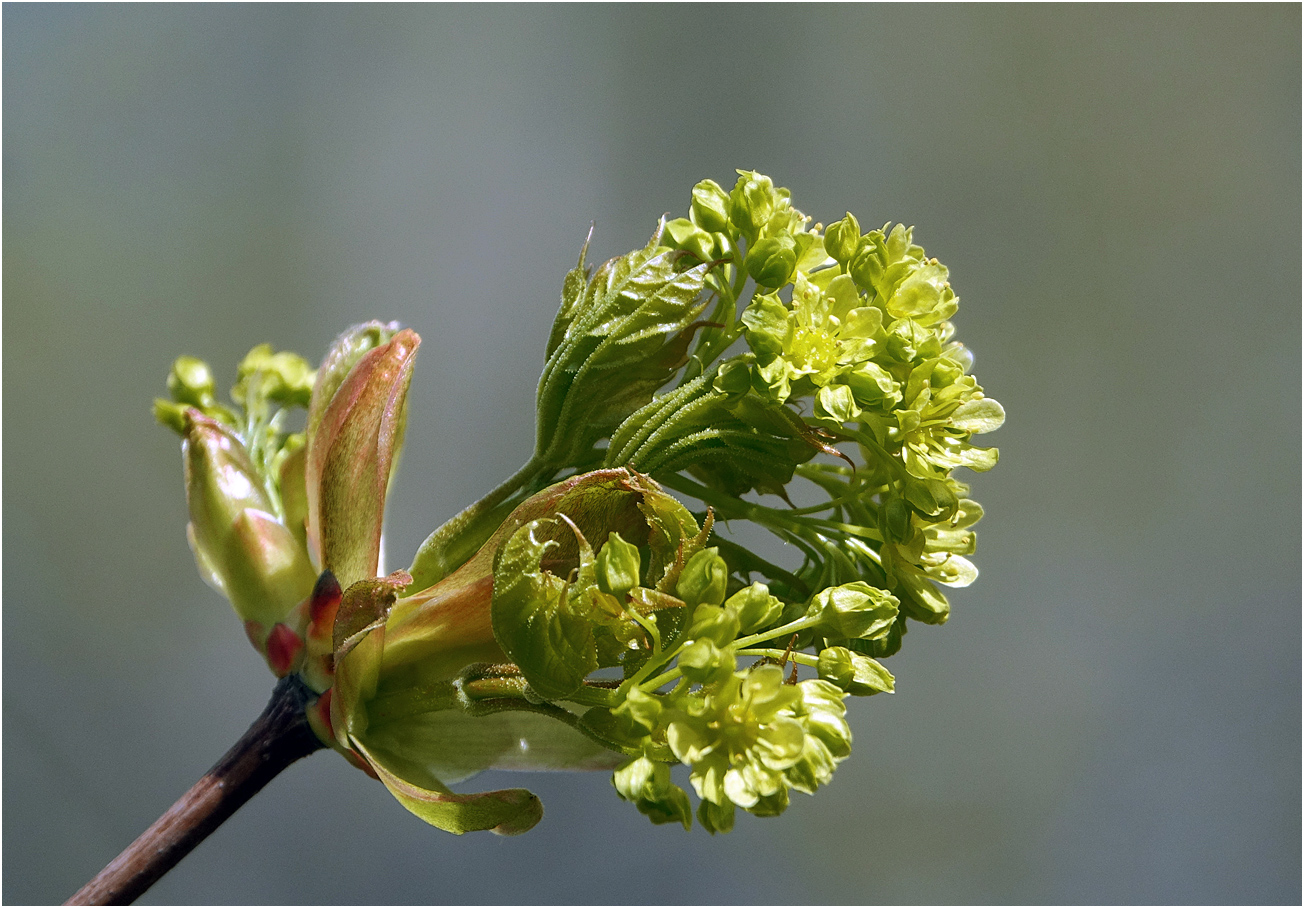 Image of Acer platanoides specimen.