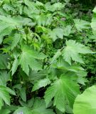 Filipendula camtschatica